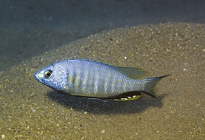 Nyassachromis microcephalus 'Selewa'